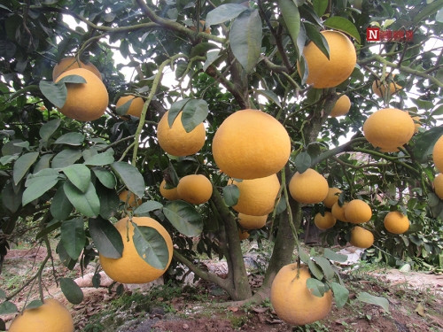 Bí ẩn bưởi tỏa hương một ngày đêm vẫn lưu lại mùi thơm trên áo - Ảnh 7 Bí ẩn bưởi tỏa hương một ngày đêm vẫn lưu lại mùi thơm trên áo - Ảnh 7