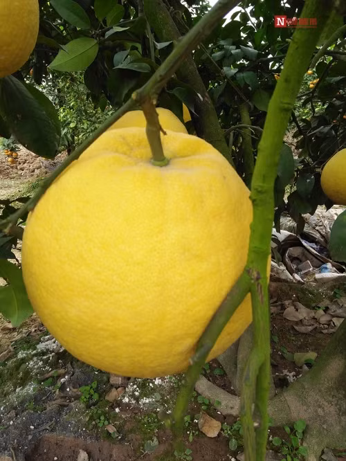 Bí ẩn bưởi tỏa hương một ngày đêm vẫn lưu lại mùi thơm trên áo - Ảnh 2
