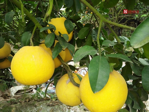 Bí ẩn bưởi tỏa hương một ngày đêm vẫn lưu lại mùi thơm trên áo - Ảnh 11 Bí ẩn bưởi tỏa hương một ngày đêm vẫn lưu lại mùi thơm trên áo - Ảnh 11