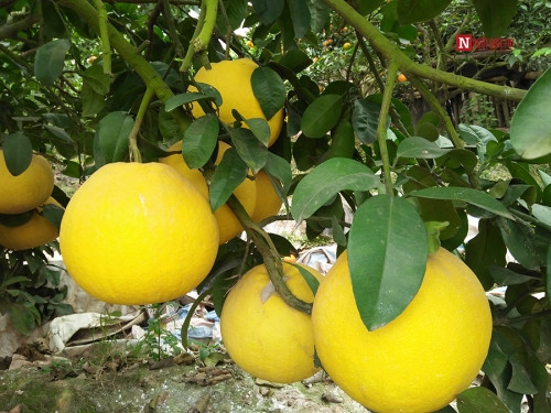 Bí ẩn bưởi tỏa hương một ngày đêm vẫn lưu lại mùi thơm trên áo - Ảnh 10 Bí ẩn bưởi tỏa hương một ngày đêm vẫn lưu lại mùi thơm trên áo - Ảnh 10