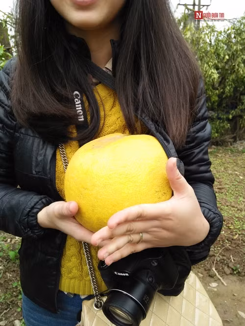 Bí ẩn bưởi tỏa hương một ngày đêm vẫn lưu lại mùi thơm trên áo - Ảnh 3