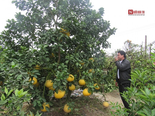Bí ẩn bưởi tỏa hương một ngày đêm vẫn lưu lại mùi thơm trên áo - Ảnh 1 Bí ẩn bưởi tỏa hương một ngày đêm vẫn lưu lại mùi thơm trên áo - Ảnh 1