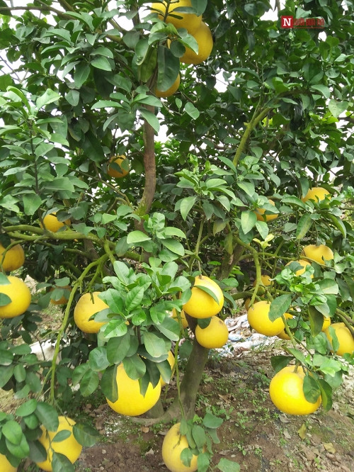 Bí ẩn bưởi tỏa hương một ngày đêm vẫn lưu lại mùi thơm trên áo - Ảnh 8 Bí ẩn bưởi tỏa hương một ngày đêm vẫn lưu lại mùi thơm trên áo - Ảnh 8