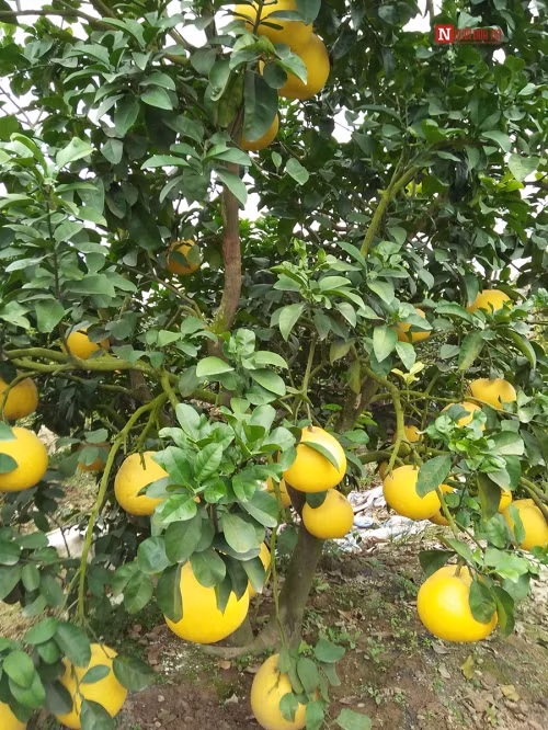 Bí ẩn bưởi tỏa hương một ngày đêm vẫn lưu lại mùi thơm trên áo - Ảnh 8