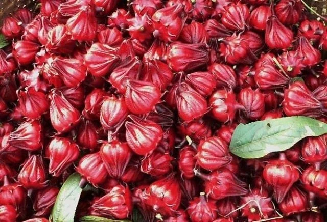 Cách chọn hoa atiso đỏ tươi ngâm siro giải khát