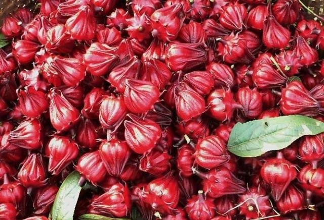 Cách chọn hoa atiso đỏ tươi ngâm siro giải khát