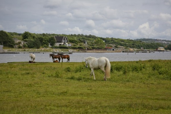 Bố mẹ ở Thụy Điển sẽ được tặng thêm lương khi nghỉ ở nhà trông con ốm