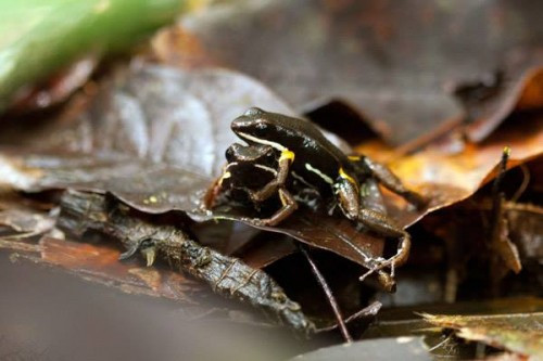Hai con ếch đực đang chiến đấu dành lãnh thổ. (Ảnh: Dự án Femoralis)