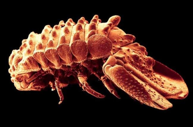 Giật mình trước những "quái vật" mới xuất hiện ảnh 5 Giật mình trước những