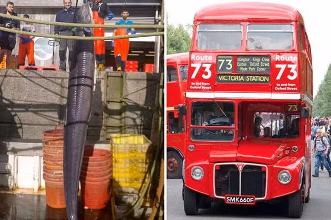 Giật mình trước những "quái vật" mới xuất hiện ảnh 7 Giật mình trước những