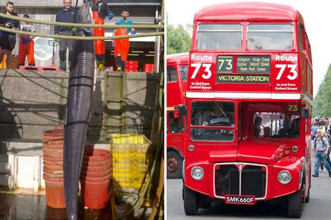 Giật mình trước những "quái vật" mới xuất hiện ảnh 7 Giật mình trước những