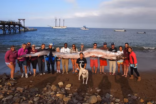 Con cá mái chèo dài 5,5 m được phát hiện ở California, Mỹ, hồi tháng 10/2013. Ảnh: Catalina Island Marine Institute