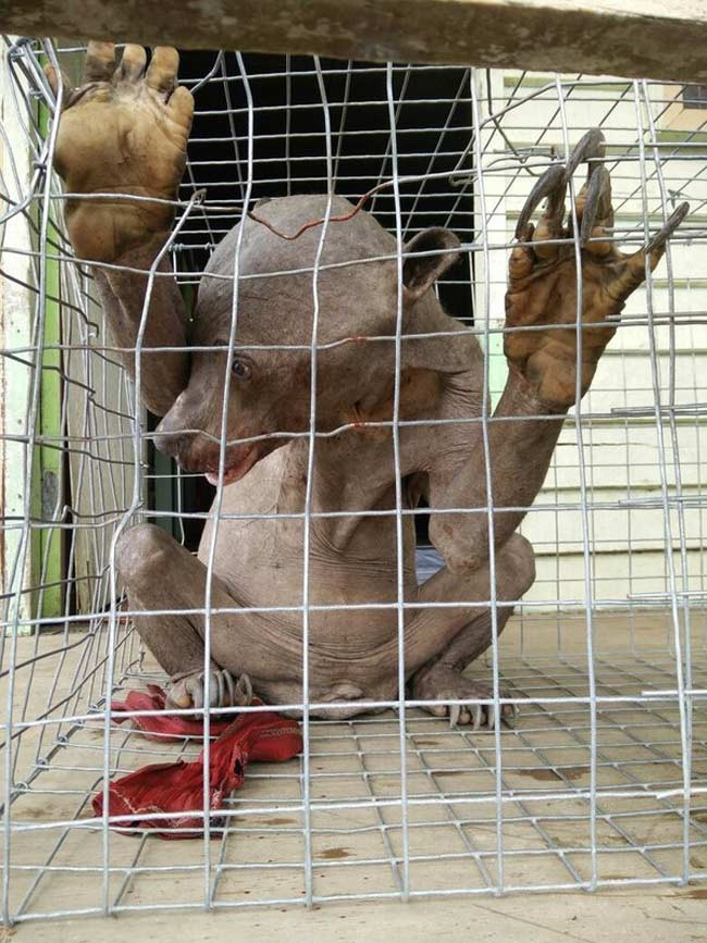 Giật mình trước những "quái vật" mới xuất hiện ảnh 2 Giật mình trước những