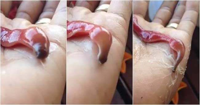 Giật mình trước những "quái vật" mới xuất hiện ảnh 1 Giật mình trước những