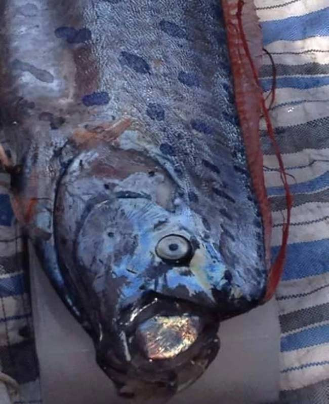 Giật mình trước những "quái vật" mới xuất hiện ảnh 3 Giật mình trước những