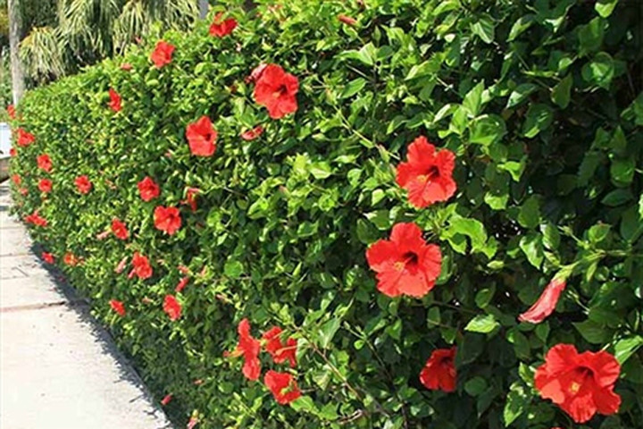 Hoa dâm bụt có vị ngọt nhạt, tính mát, có tác dụng thanh nhiệt, lợi thấp, sát trùng, trị ngứa