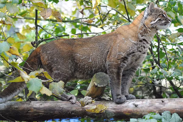 8 “chú miu” rừng cực dễ thương nhưng đảm bảo bạn chưa thấy bao giờ ảnh 15