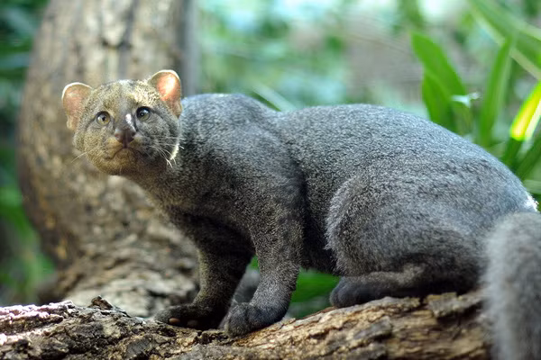 8 “chú miu” rừng cực dễ thương nhưng đảm bảo bạn chưa thấy bao giờ ảnh 10