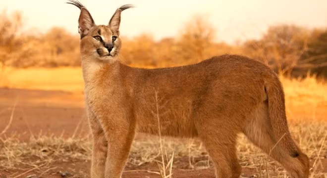 8 “chú miu” rừng cực dễ thương nhưng đảm bảo bạn chưa thấy bao giờ