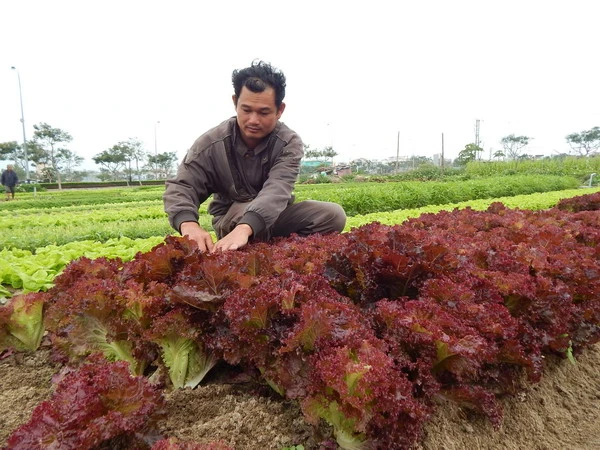 Lứa xà lách tím trồng thử nghiệm có hiệu quả cao giúp gia đình anh Bình cải thiện được thu nhập. 