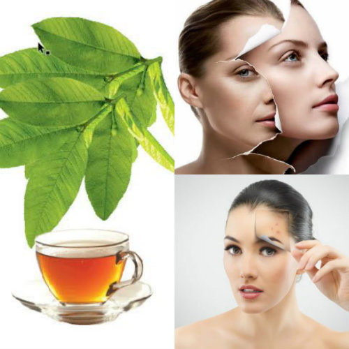 Mẹo hay: Tuyệt chiêu làm đẹp từ cây cỏ ảnh 3 Mẹo hay: Tuyệt chiêu làm đẹp từ cây cỏ - 4