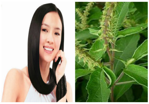 Hương nhu sẽ giúp các nàng sở hữu mái tóc óng mượt mà không hề tốn kém.