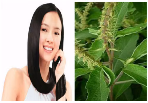 Hương nhu sẽ giúp các nàng sở hữu mái tóc óng mượt mà không hề tốn kém.