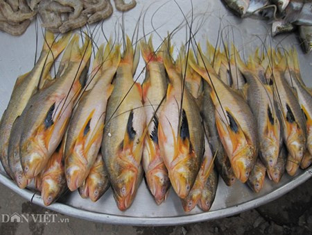 Cá phèn râu tươi sống được bày bán nơi chợ. (Ảnh: BCT) 