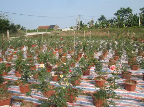 8X trong hoa hong cac loai thu tien ty moi nam - Anh 3