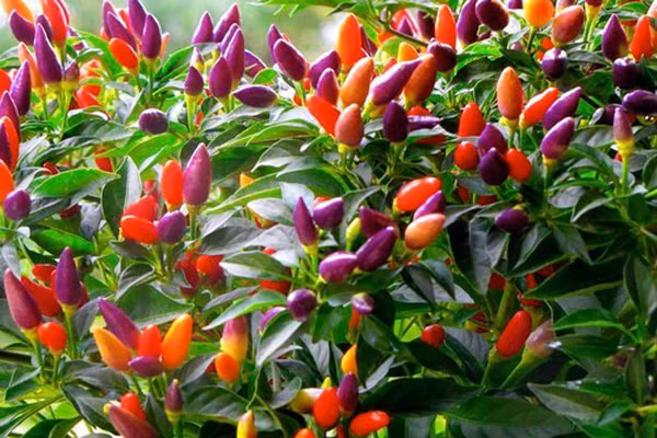 Cách trồng ớt nhiều màu tại nhà vừa ăn vừa làm cảnh