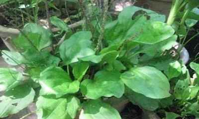 Cây mã đề chữa sỏi thận hiệu quả