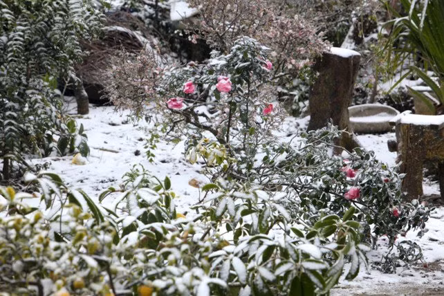 dao rung sa pa “ngam tuyet”, khoe sac trong cai lanh -6 do c hinh anh 9