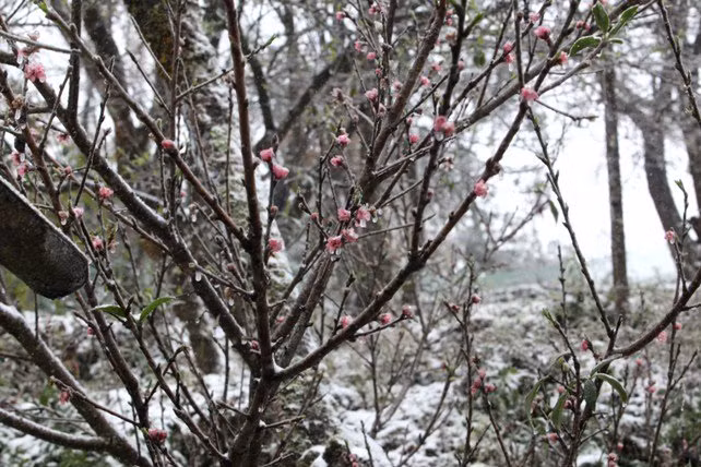dao rung sa pa “ngam tuyet”, khoe sac trong cai lanh -6 do c hinh anh 4