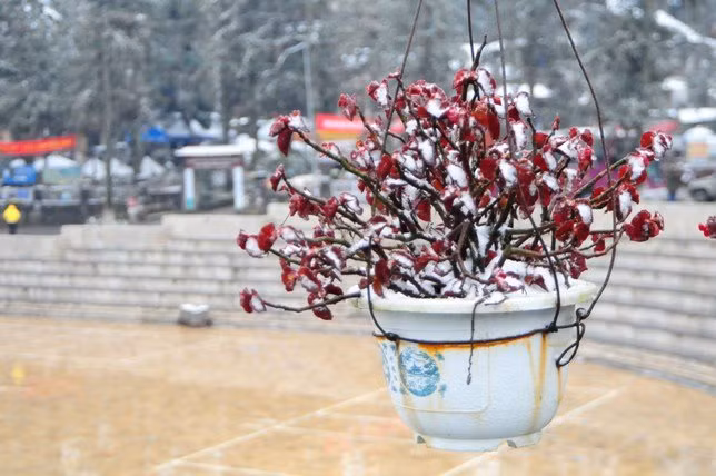 dao rung sa pa “ngam tuyet”, khoe sac trong cai lanh -6 do c hinh anh 13