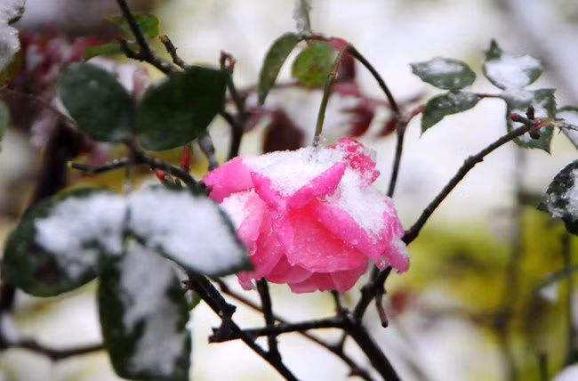 dao rung sa pa “ngam tuyet”, khoe sac trong cai lanh -6 do c hinh anh 10