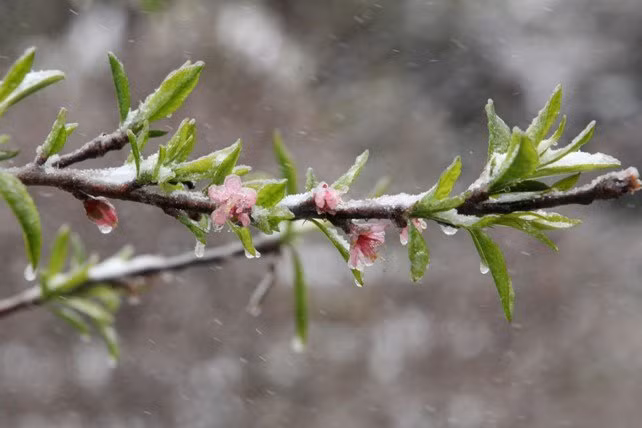 dao rung sa pa “ngam tuyet”, khoe sac trong cai lanh -6 do c hinh anh 7