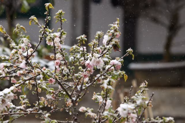 dao rung sa pa “ngam tuyet”, khoe sac trong cai lanh -6 do c hinh anh 3