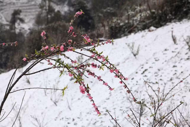dao rung sa pa “ngam tuyet”, khoe sac trong cai lanh -6 do c hinh anh 2