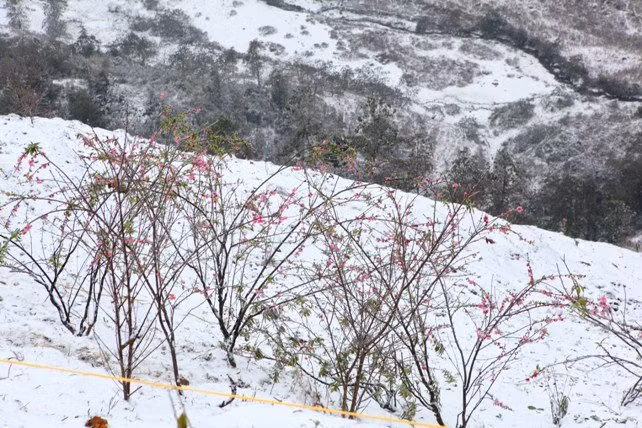 dao rung sa pa “ngam tuyet”, khoe sac trong cai lanh -6 do c hinh anh 1