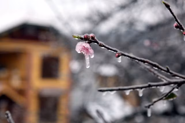 dao rung sa pa “ngam tuyet”, khoe sac trong cai lanh -6 do c hinh anh 5