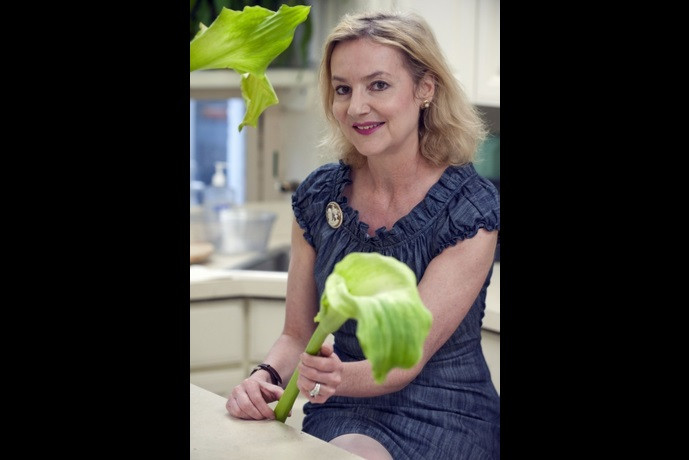 Nhà Trắng, thiết kế hoa, cắm hoa Nhà Trắng, thiết kế hoa, cắm hoa