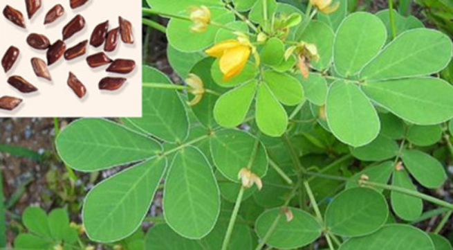 Bài thuốc trị táo bón ở người cao tuổi