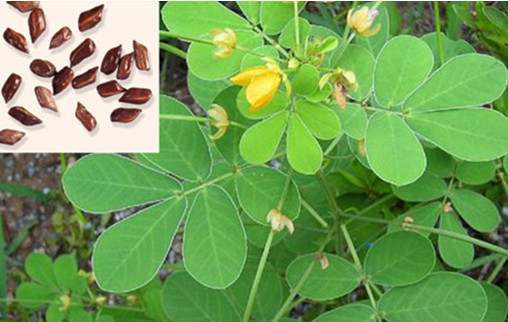 Bài thuốc trị táo bón ở người cao tuổi