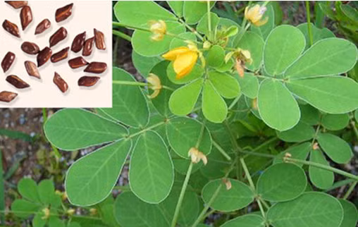 Bài thuốc trị táo bón ở người cao tuổi