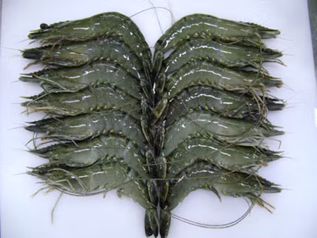 Tôm làm sạch, rút chỉ đen, cắt bớt phần râu dài rồi đem xóc đều với xíu muối. tom