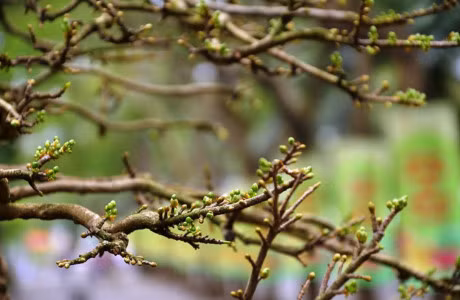 Ngam cay mai vang 200 tuoi gia 2,7 ty dong tai cho hoa xuan Tet Dinh Dau 2017 - Anh 5