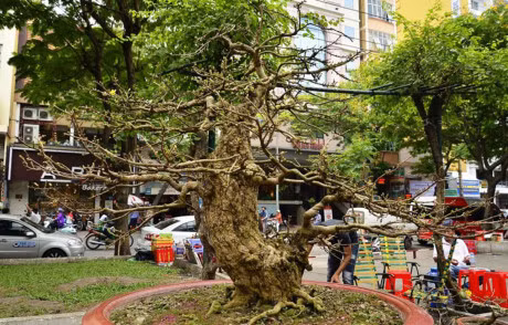 Ngam cay mai vang 200 tuoi gia 2,7 ty dong tai cho hoa xuan Tet Dinh Dau 2017 - Anh 1