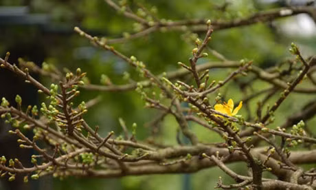 Ngam cay mai vang 200 tuoi gia 2,7 ty dong tai cho hoa xuan Tet Dinh Dau 2017 - Anh 6