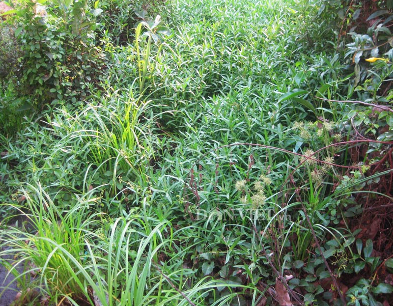 Ngon sao món rau ngổ