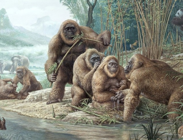 10 động vật khiến con người tuyệt chủng nếu hồi sinh ảnh 9 Dã nhân Gigantopithecus.